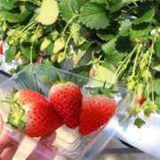 ヒメ日記 2025/12/31 12:28 投稿 中島千鶴子(ちづこ) 東京不倫～とうきょうふりん～