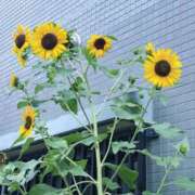 ヒメ日記 2025/09/28 16:12 投稿 藤崎美奈 ローテンブルク