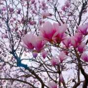 ヒメ日記 2026/03/18 17:22 投稿 藤崎美奈 ローテンブルク