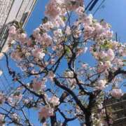 ヒメ日記 2026/04/02 16:08 投稿 藤崎美奈 ローテンブルク