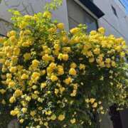 ヒメ日記 2026/04/12 13:49 投稿 藤崎美奈 ローテンブルク