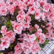 ヒメ日記 2026/04/17 14:12 投稿 藤崎美奈 ローテンブルク