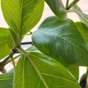 ヒメ日記 2026/04/16 12:08 投稿 ともか 白いぽっちゃりさん仙台店