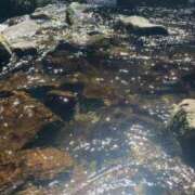 ヒメ日記 2026/04/21 20:30 投稿 ともか 白いぽっちゃりさん仙台店