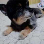 あゆ 出勤変更のお知らせ📢 池袋夢幻