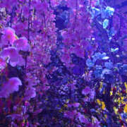 ヒメ日記 2025/03/07 12:13 投稿 つき 奥鉄オクテツ大阪