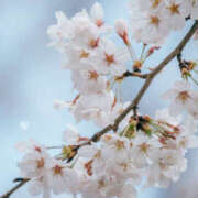 ヒメ日記 2026/03/29 11:39 投稿 つき 奥鉄オクテツ大阪