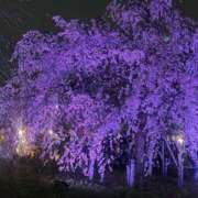 ヒメ日記 2025/03/31 23:38 投稿 せいら シャブール