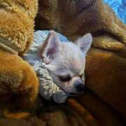 ヒメ日記 2025/11/05 19:15 投稿 せいら シャブール