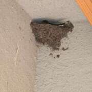 ヒメ日記 2025/07/20 17:02 投稿 いろは シャブール