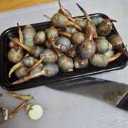 ヒメ日記 2025/12/31 18:05 投稿 いろは シャブール