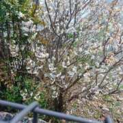 ヒメ日記 2025/03/23 15:12 投稿 せり 大和ナデシコ～五十路～