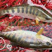 ヒメ日記 2025/04/07 11:56 投稿 せり 大和ナデシコ～五十路～