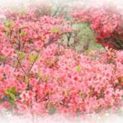 ヒメ日記 2025/05/02 06:52 投稿 せり 大和ナデシコ～五十路～