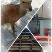 ヒメ日記 2025/05/09 05:34 投稿 せり 大和ナデシコ～五十路～