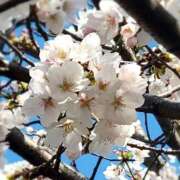 ヒメ日記 2025/04/04 14:32 投稿 れい 妻天 京橋店