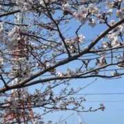 ヒメ日記 2025/04/07 14:04 投稿 小宮美佐子 五十路マダム　広島店