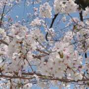 ヒメ日記 2025/04/02 16:02 投稿 佐野しのぶ 五十路マダム　広島店