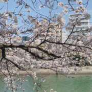 ヒメ日記 2025/04/02 16:08 投稿 佐野しのぶ 五十路マダム　広島店