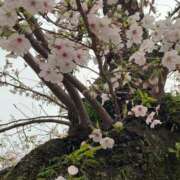 ヒメ日記 2026/04/01 16:36 投稿 佐野しのぶ 五十路マダム　広島店