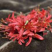 ヒメ日記 2025/01/13 06:12 投稿 白檀女王様 Ishtar(イシュタル)