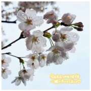 ヒメ日記 2025/04/03 12:00 投稿 雪野　ななみ セレブリフレ水戸