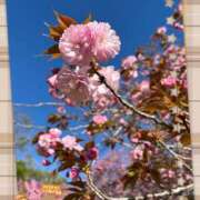 ヒメ日記 2026/04/13 18:09 投稿 雪野　ななみ 高級出張性感マッサージ＆回春エステ セレブリフレ