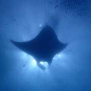 ヒメ日記 2024/12/06 19:30 投稿 葵あお ミスターダンディー