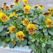 ヒメ日記 2024/12/27 00:16 投稿 葵あお ミスターダンディー