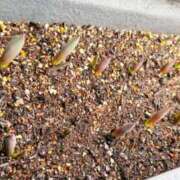 ヒメ日記 2025/03/03 15:25 投稿 葵あお ミスターダンディー