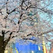 ヒメ日記 2025/04/02 22:09 投稿 葵あお ミスターダンディー