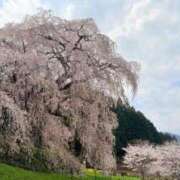 ヒメ日記 2025/04/11 13:27 投稿 葵あお ミスターダンディー