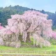 ヒメ日記 2025/04/12 05:28 投稿 葵あお ミスターダンディー