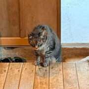 ヒメ日記 2025/04/14 00:21 投稿 葵あお ミスターダンディー