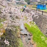 ヒメ日記 2025/04/14 23:31 投稿 葵あお ミスターダンディー