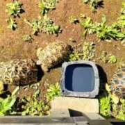 ヒメ日記 2025/04/21 14:41 投稿 葵あお ミスターダンディー