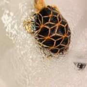 ヒメ日記 2025/04/26 07:53 投稿 葵あお ミスターダンディー