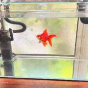 ヒメ日記 2025/04/28 12:43 投稿 葵あお ミスターダンディー