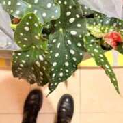 ヒメ日記 2025/04/28 20:23 投稿 葵あお ミスターダンディー