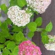 ヒメ日記 2025/06/13 10:04 投稿 葵あお ミスターダンディー