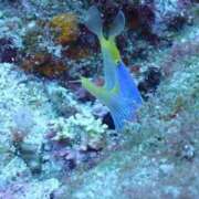 ヒメ日記 2025/07/12 17:23 投稿 葵あお ミスターダンディー