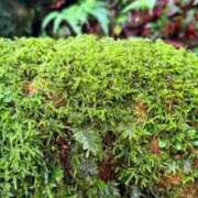 ヒメ日記 2025/07/14 05:23 投稿 葵あお ミスターダンディー