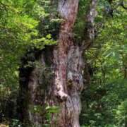 ヒメ日記 2025/07/15 22:03 投稿 葵あお ミスターダンディー