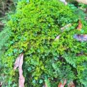 ヒメ日記 2025/07/16 05:53 投稿 葵あお ミスターダンディー