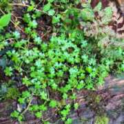 ヒメ日記 2025/07/23 01:33 投稿 葵あお ミスターダンディー