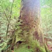 ヒメ日記 2025/08/15 01:25 投稿 葵あお ミスターダンディー