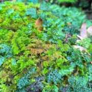 ヒメ日記 2025/08/23 01:53 投稿 葵あお ミスターダンディー