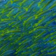 ヒメ日記 2025/10/02 11:13 投稿 葵あお ミスターダンディー