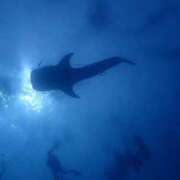 ヒメ日記 2025/10/04 09:53 投稿 葵あお ミスターダンディー