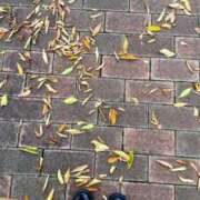 ヒメ日記 2025/10/31 23:13 投稿 葵あお ミスターダンディー